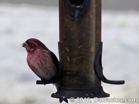 Purple Finch