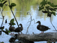 American Black Ducks