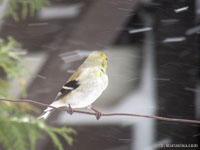 American Goldfinch