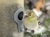 Chardonneret jaune