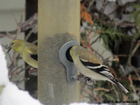 American Goldfinch