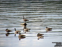 Canada Geese