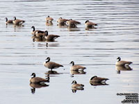 Canada Geese