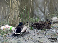 Mallards