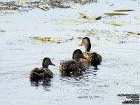 Canards mallards