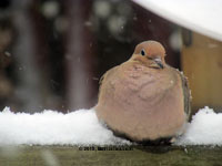 Mourning Dove