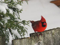 Cardinal rouge