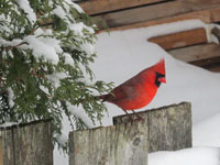 Cardinal rouge