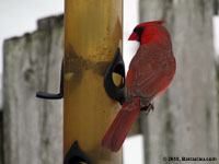 Northern Cardinal