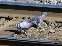 Rock Dove