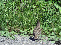 Ruffed Grouse