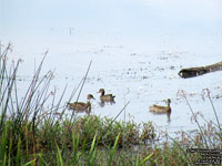 Canards branchus