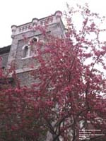 Printemps sur la rue Ste-Catherine, Montral,QC