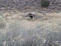 Goshute Pass,NV