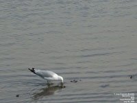 Ring-Billed Gull