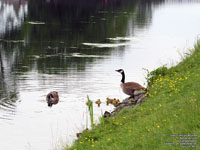 Canada Geese