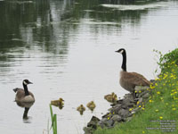 Canada Geese