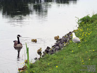 Canada Geese