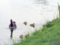 Canada Geese