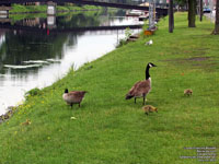 Canada Geese