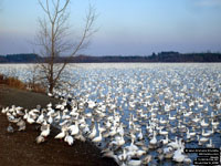 Snow Geese