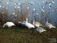 Snow Geese