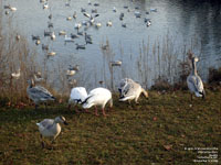 Snow Geese