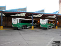 GO Transit bus 2428 & 2419 - 2009 MCI D4500CT